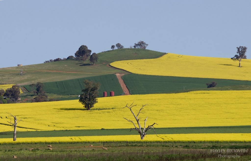 Canola Fields