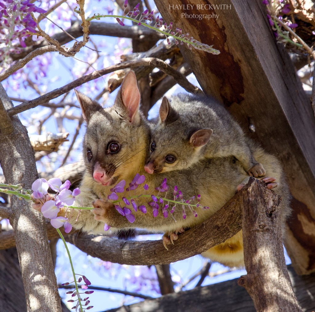 Possums in the&nbsp;Wisteria