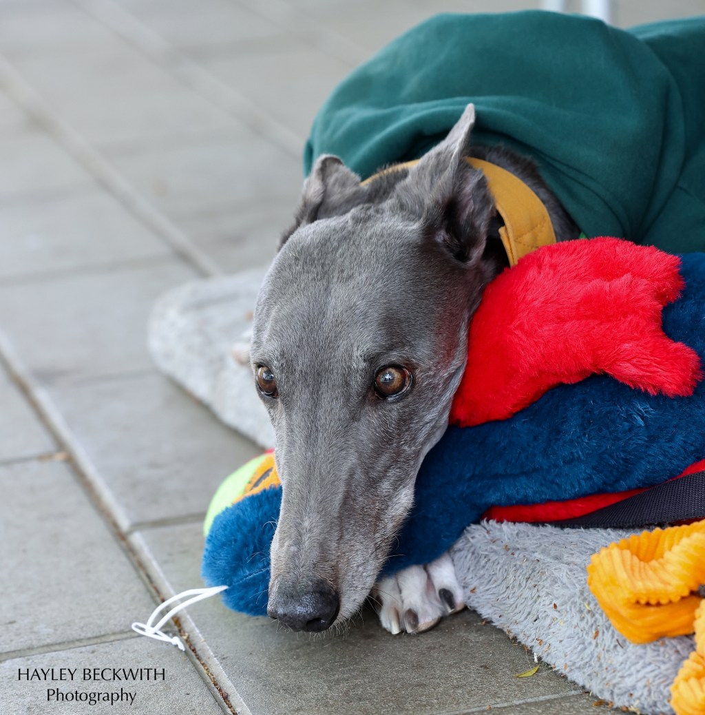 STELLA’S DOG DAYS – RESCUE&nbsp;DOGS