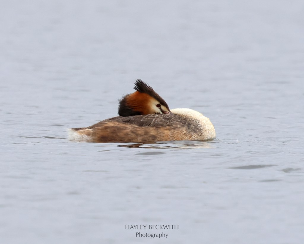 A lovely morning walk around West Belconnen Pond.  Very grateful to have seen this stunning Great Crested Grebe.
