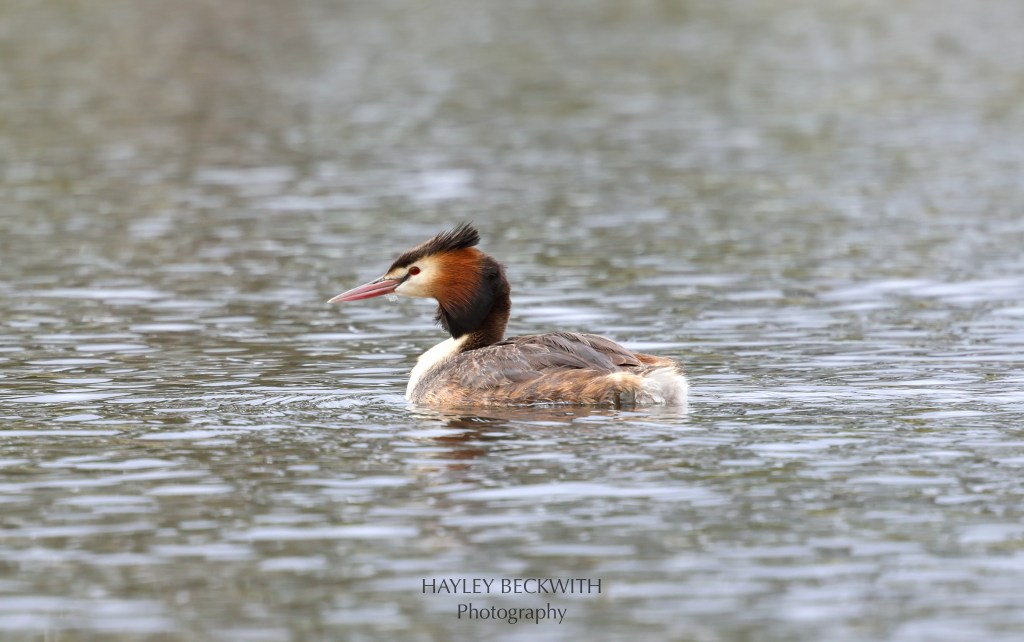 GREAT CRESTED GREBE
