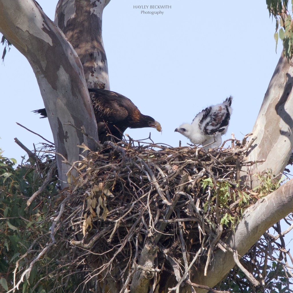 WEDGE TAILED EAGLET